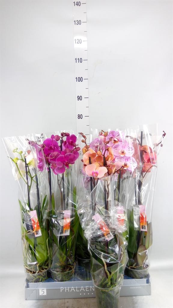 Горшечные цветы и растения оптом Phalaenopsis   ...mix  8 от 10шт из Голландии с доставкой по России