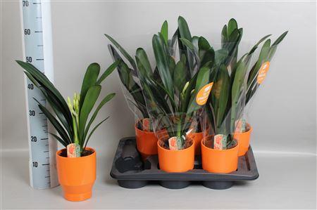 Горшечные цветы и растения оптом Clivia Mi In Keramiek Pot от 6шт из Голландии с доставкой по России