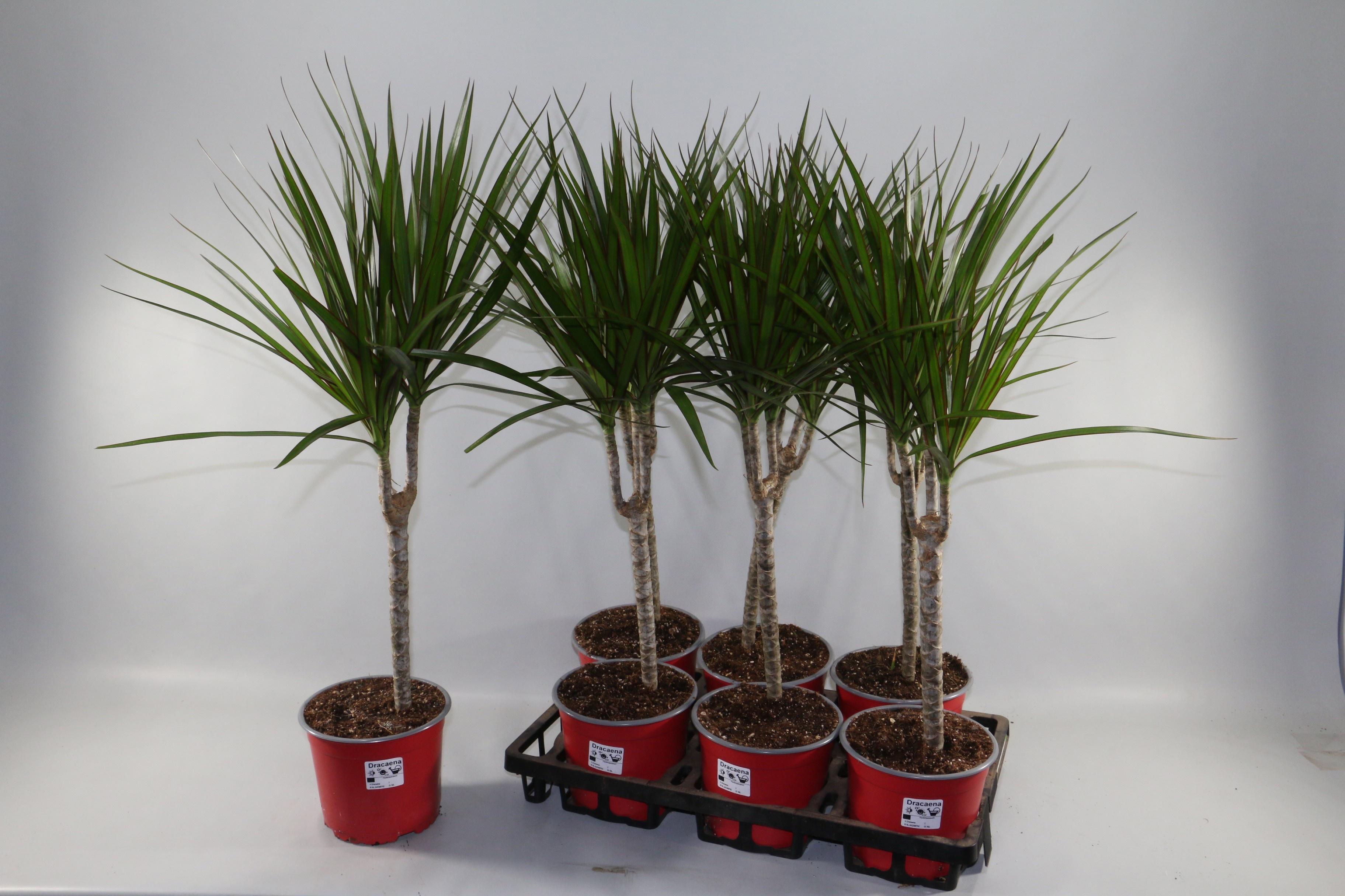 Горшечные цветы и растения оптом Dra Marginata от 6шт' из Голландии с доставкой по России