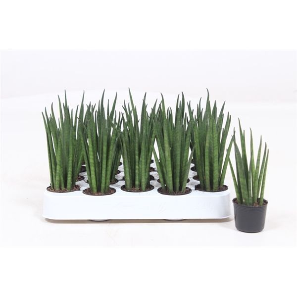 Горшечные цветы и растения оптом Sansevieria Mikado от 20шт из Голландии с доставкой по России