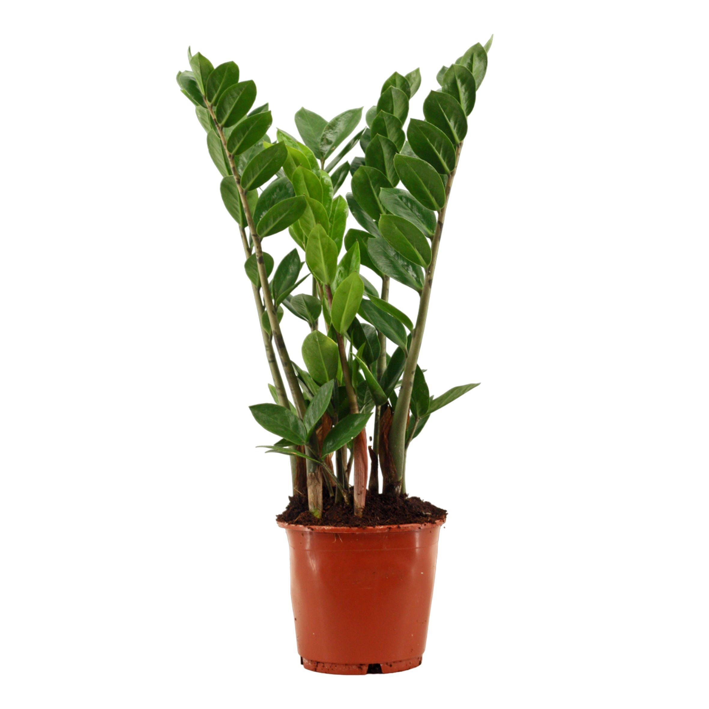 Горшечные цветы и растения оптом Zamioculcas 4+ от 7шт из Голландии с доставкой по России