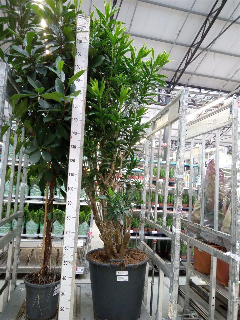 Горшечные цветы и растения оптом Dracaena Refl.   ... от 1шт из Голландии с доставкой по России