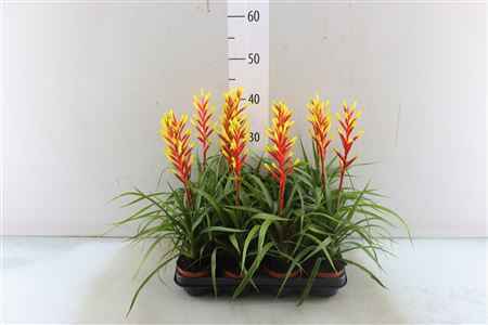 Горшечные цветы и растения оптом Guzm Dissitiflora от 12шт из Голландии с доставкой по России