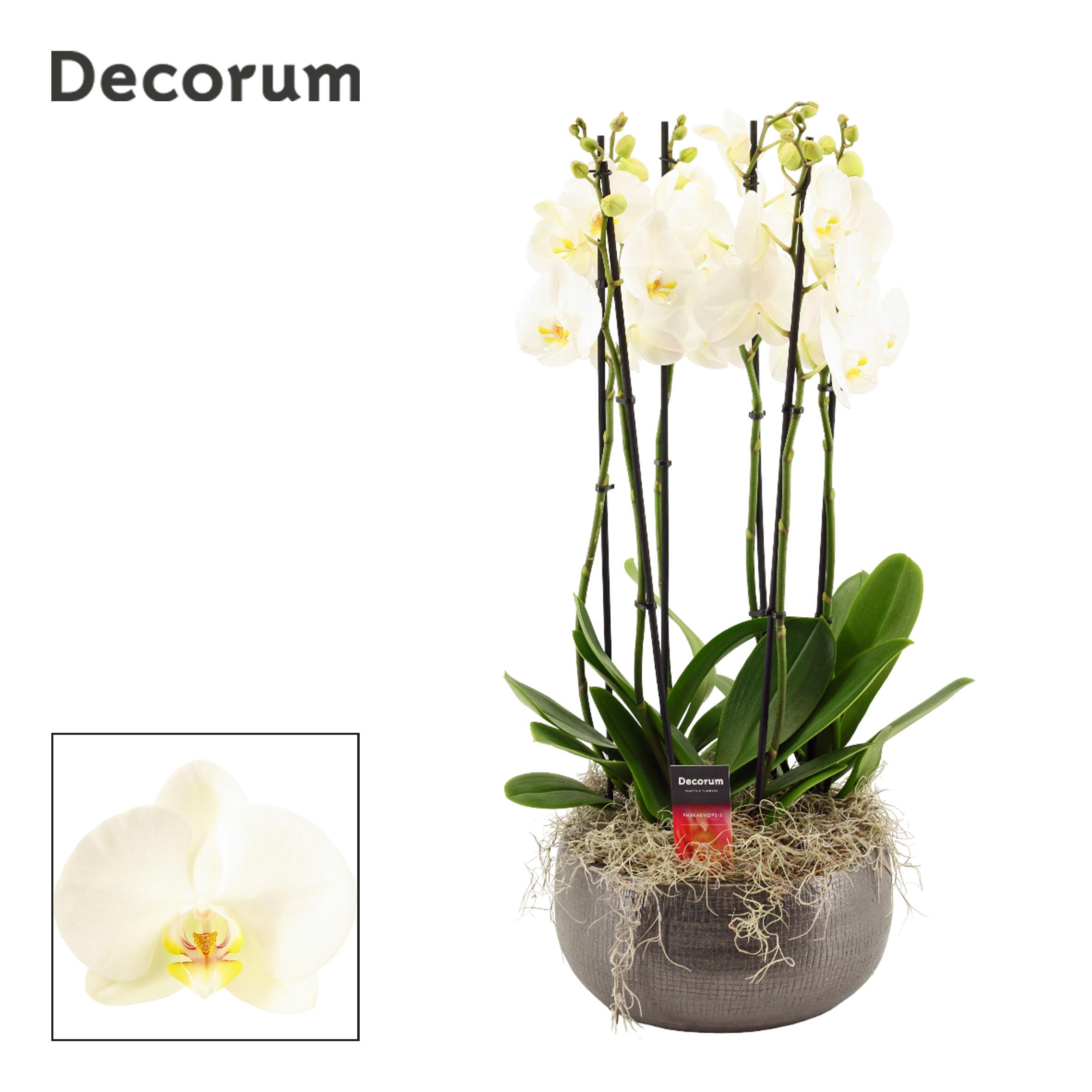 Горшечные цветы и растения оптом Phal Ov Wit от 1шт из Голландии с доставкой по России