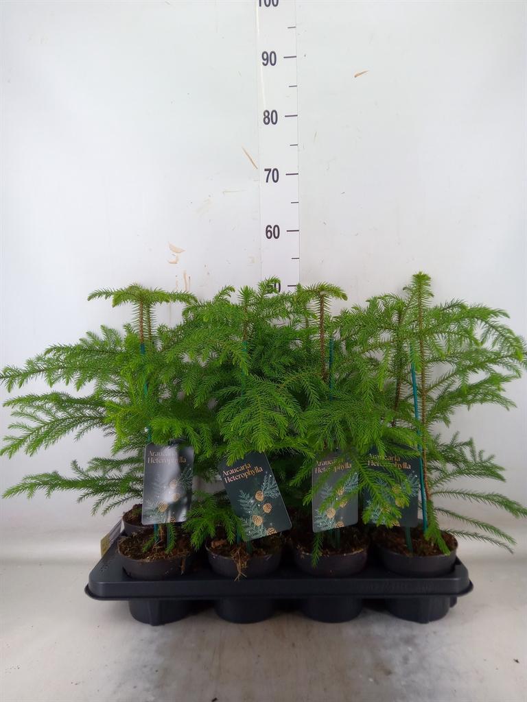 Горшечные цветы и растения оптом Araucaria Heterophylla от 8шт из Голландии с доставкой по России