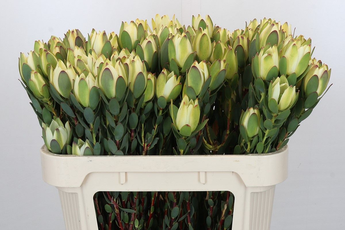 Срезанные цветы оптом Leucadendron discolor от 60шт из Голландии с доставкой по России