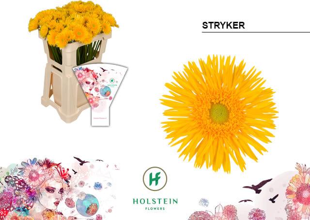 Срезанные цветы оптом Germini gerspider stryker от 80шт из Голландии с доставкой по России