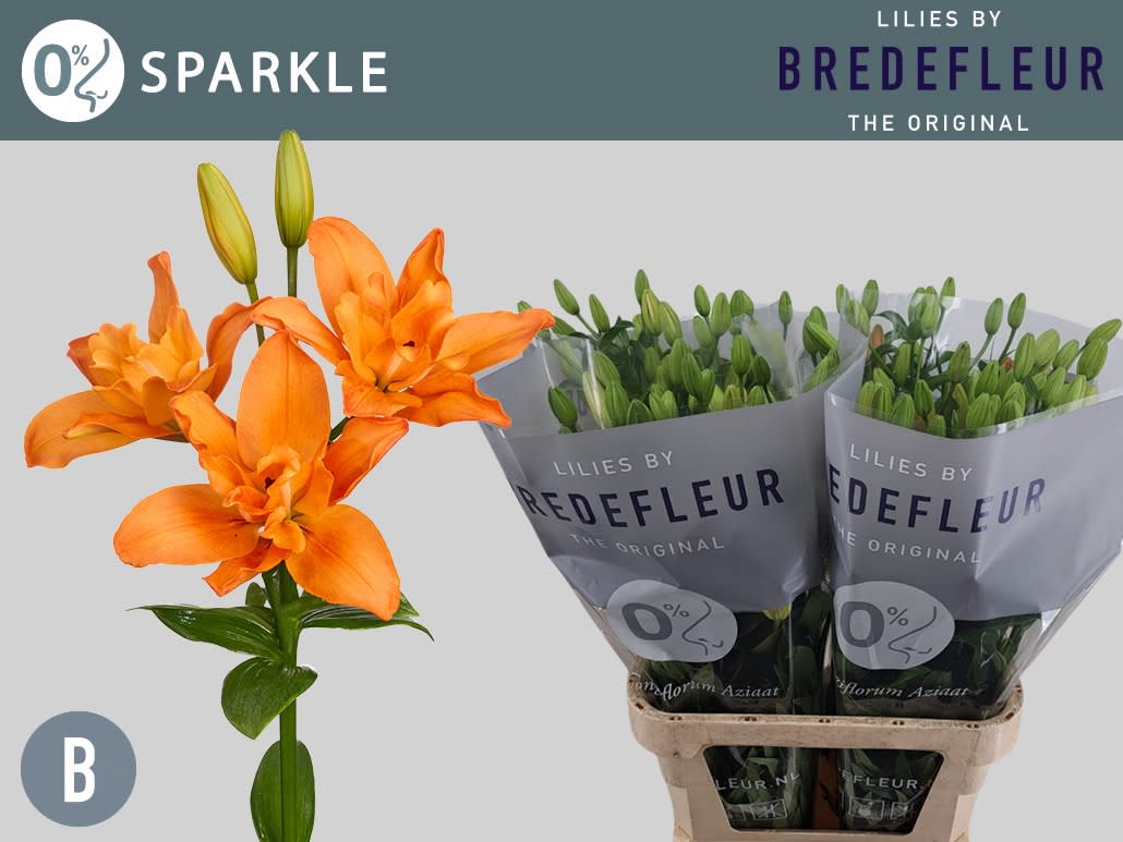 Срезанные цветы оптом Lilium la butterfly sparkle от 80шт. из Голландии с доставкой по России