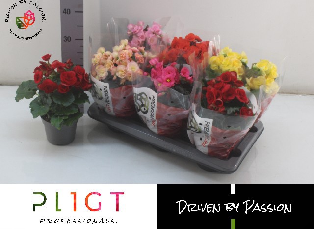 Горшечные цветы и растения оптом Beg Du Gem от 6шт (для телеги) из Голландии с доставкой по России