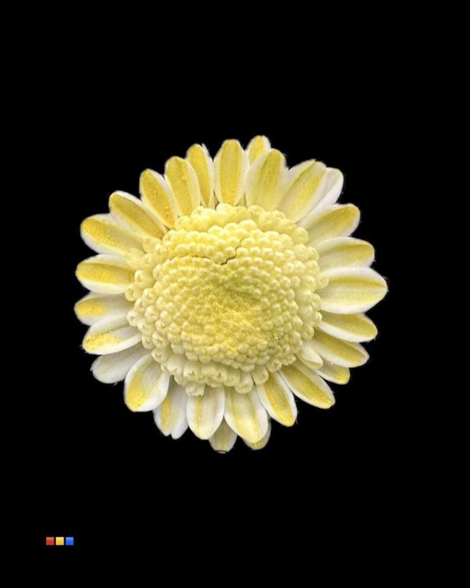 Срезанные цветы оптом Chrys sp paint stallion dusty creme от 60шт из Голландии с доставкой по России