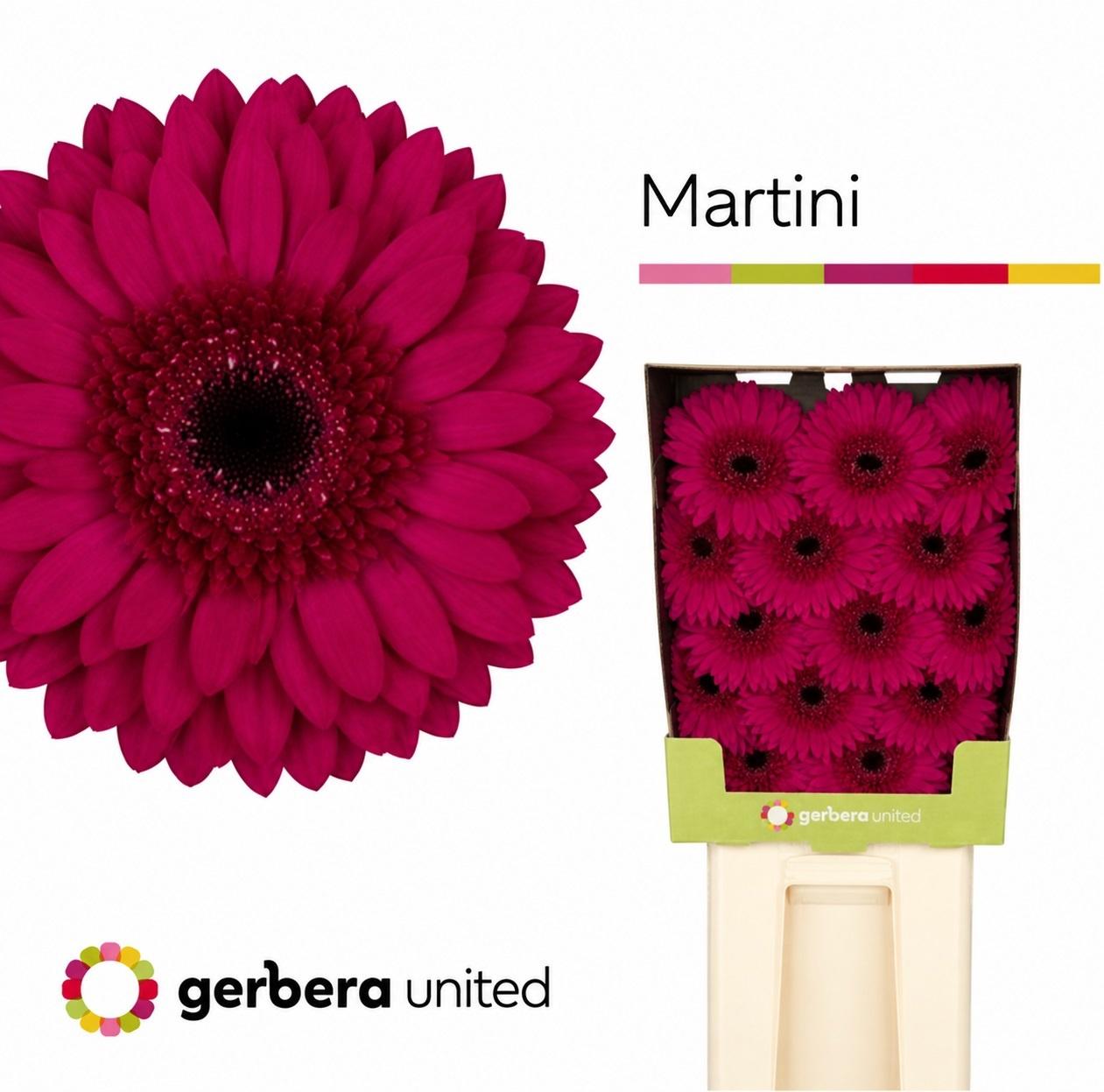 Срезанные цветы оптом Gerbera diamond martini от 30шт из Голландии с доставкой по России