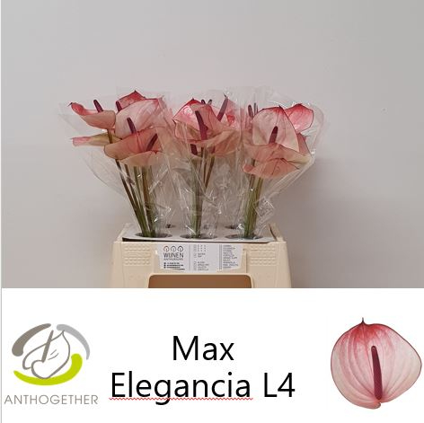 Срезанные цветы оптом Anthurium maxima elegance от 30шт из Голландии с доставкой по России