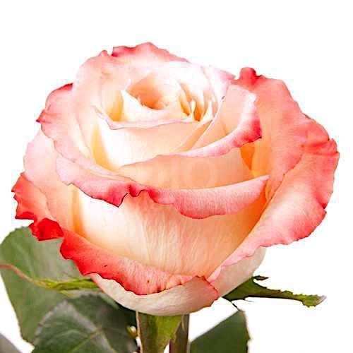 Розы оптом CABARET из Эквадора с доставкой по России