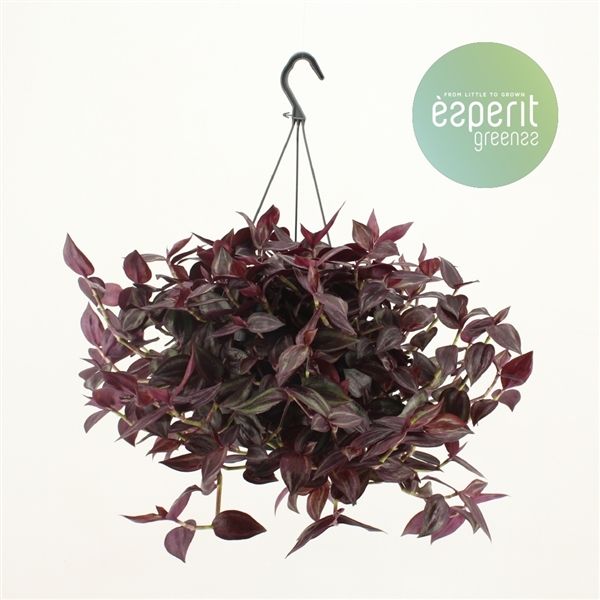 Горшечные цветы и растения оптом Tradescantia Jewel Red Hangpot от 6шт из Голландии с доставкой по России