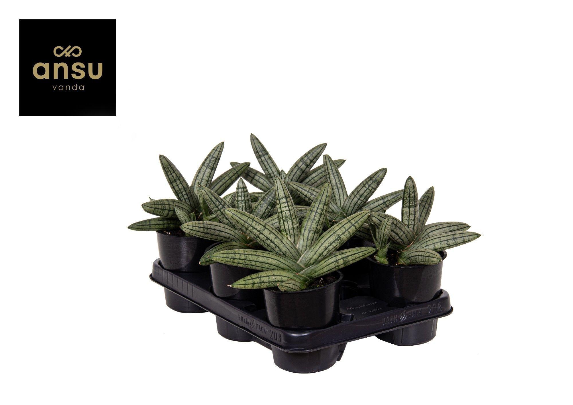 Горшечные цветы и растения оптом Sansevieria Inti Glory от 10шт из Голландии с доставкой по России
