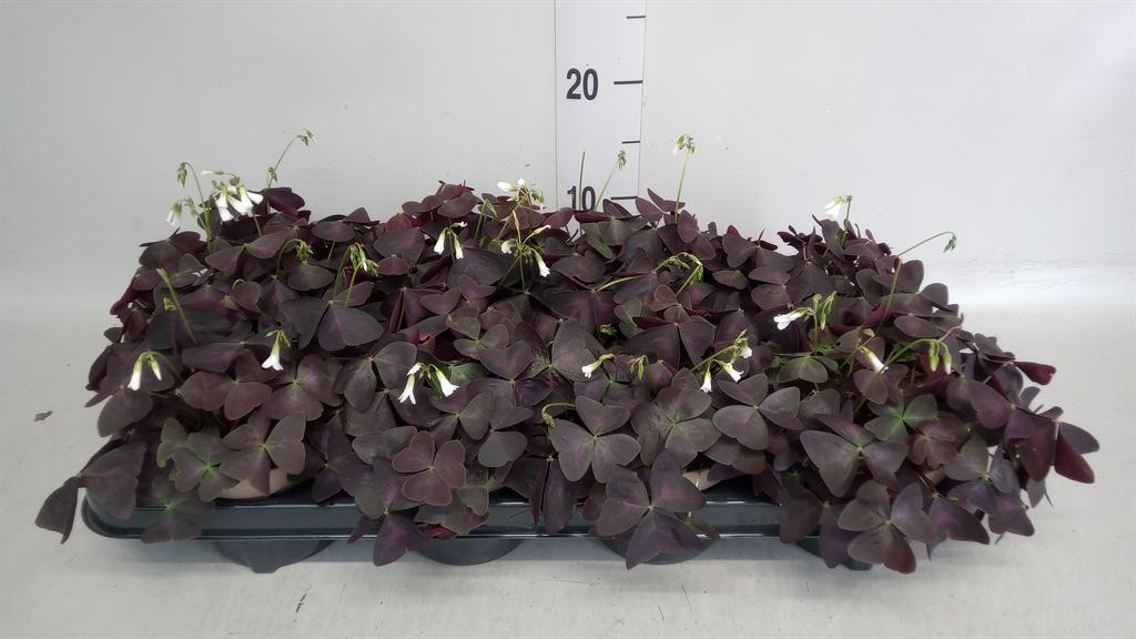 Горшечные цветы и растения оптом Oxalis Trian. от 8шт из Голландии с доставкой по России