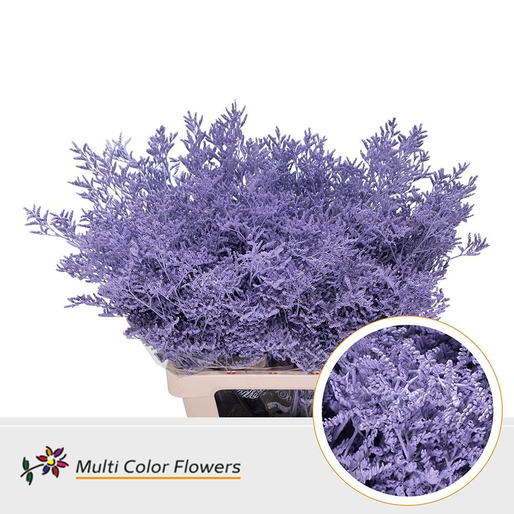 Срезанные цветы оптом Limonium paint milka от 50шт. из Голландии с доставкой по России