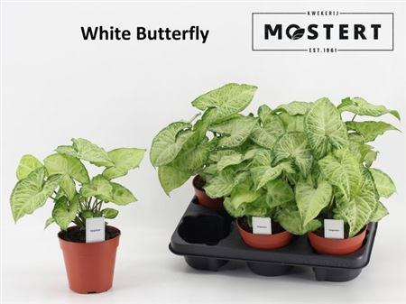 Горшечные цветы и растения оптом Syng White Butterfly от 6шт из Голландии с доставкой по России Горшечные цветы и растения оптом Syng White Butterfly от 6шт из Голландии с доставкой по России