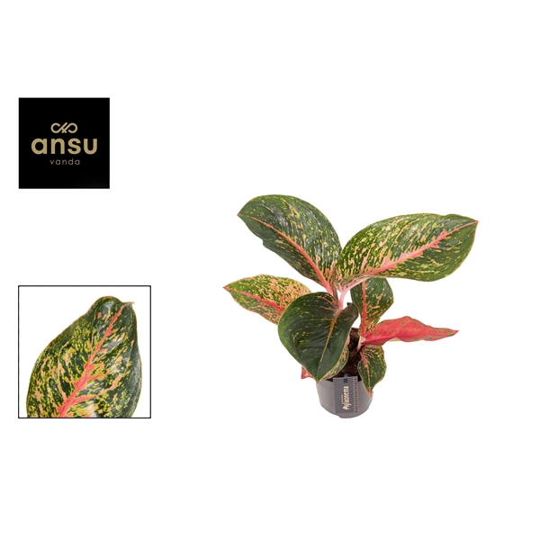 Горшечные цветы и растения оптом Aglaonema Lychee Red от 6шт из Голландии с доставкой по России