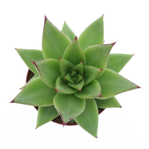 Горшечные цветы и растения оптом Echeveria Ebony от 12шт (для телеги) из Голландии с доставкой по России