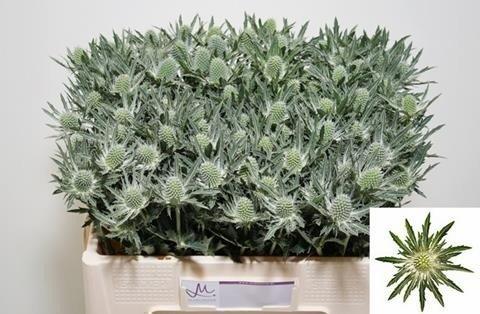 Срезанные цветы оптом Eryngium sirius от 40шт из Голландии с доставкой по России