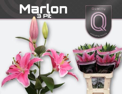 Срезанные цветы оптом Lilium or marlon от 40шт из Голландии с доставкой по России
