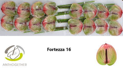 Срезанные цветы оптом Anthurium fortezza от 16шт из Голландии с доставкой по России