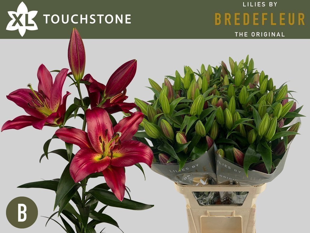 Срезанные цветы оптом Lilium or touchstone от 40шт. из Голландии с доставкой по России