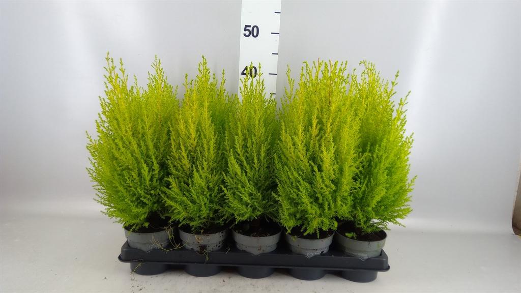 Горшечные цветы и растения оптом Cupressus Macro. goldcrest Wilma от 15шт из Голландии с доставкой по России