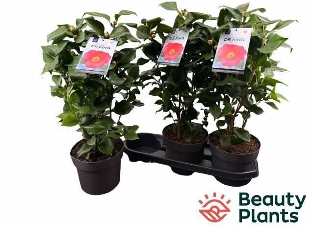 Горшечные цветы и растения оптом Came J Dr King от 3шт из Голландии с доставкой по России