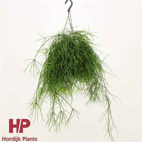 Горшечные цветы и растения оптом Rhipsalis Baccifera Hanging Pot от 7шт из Голландии с доставкой по России