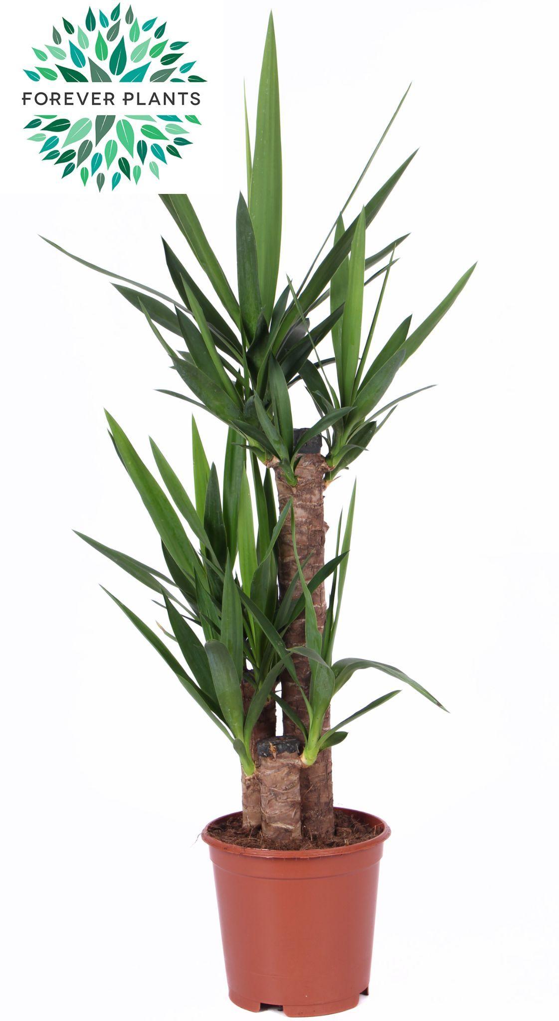 Горшечные цветы и растения оптом Yucca 60-30-20 1+ от 1шт из Голландии с доставкой по России