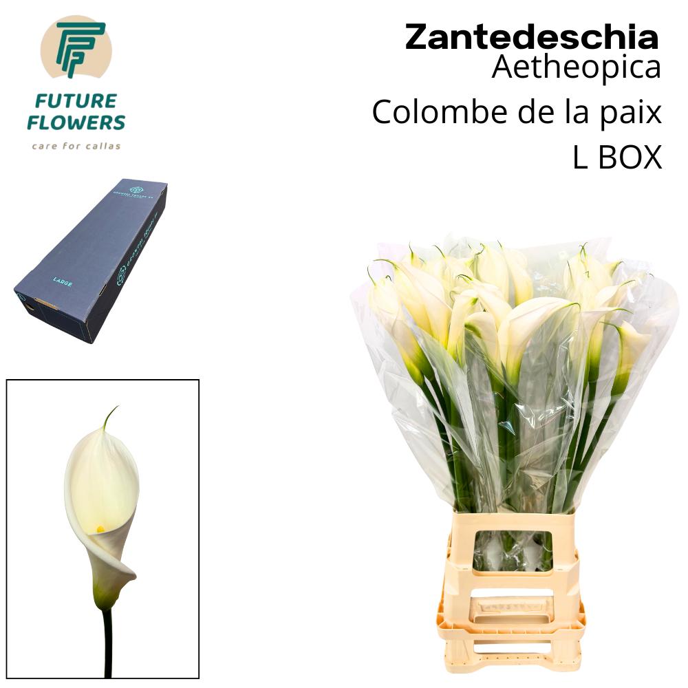 Срезанные цветы оптом Zantedeschia ae colombe de la paix от 90шт из Голландии с доставкой по России