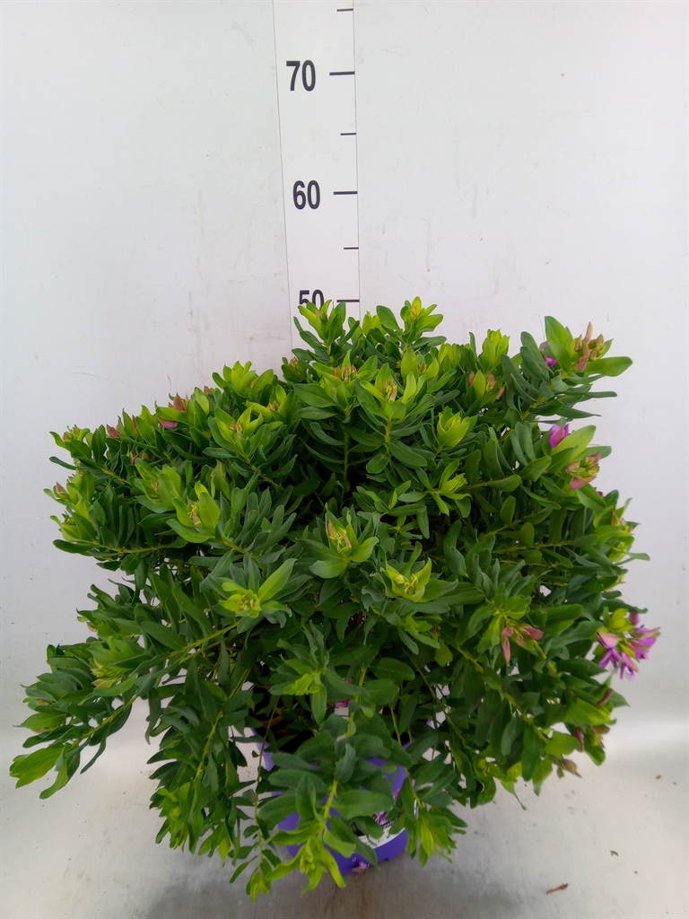 Горшечные цветы и растения оптом Polygala Bush от 1шт из Голландии с доставкой по России