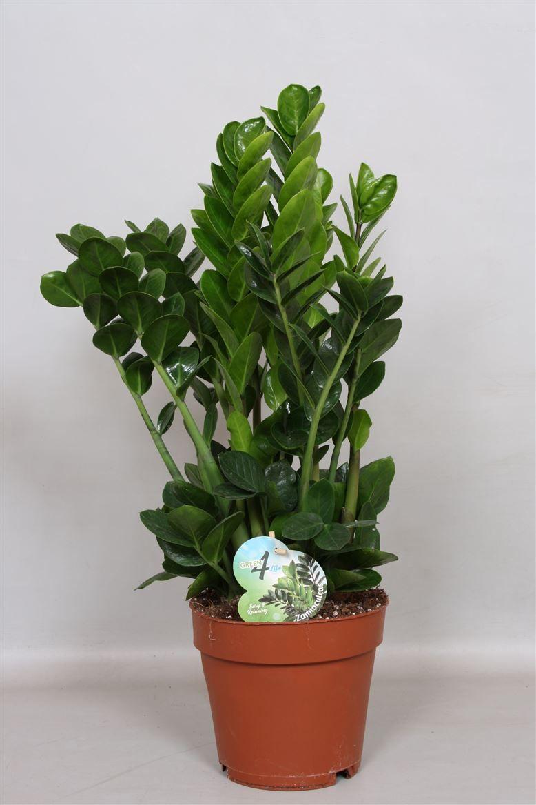 Горшечные цветы и растения оптом Zamioculcas Midor 10+ Easy & Relaxing от 1шт из Голландии с доставкой по России