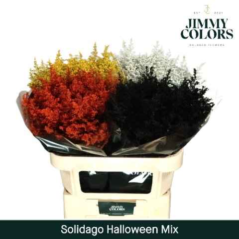 Срезанные цветы оптом Solidago paint mix halloween от 100шт из Голландии с доставкой по России