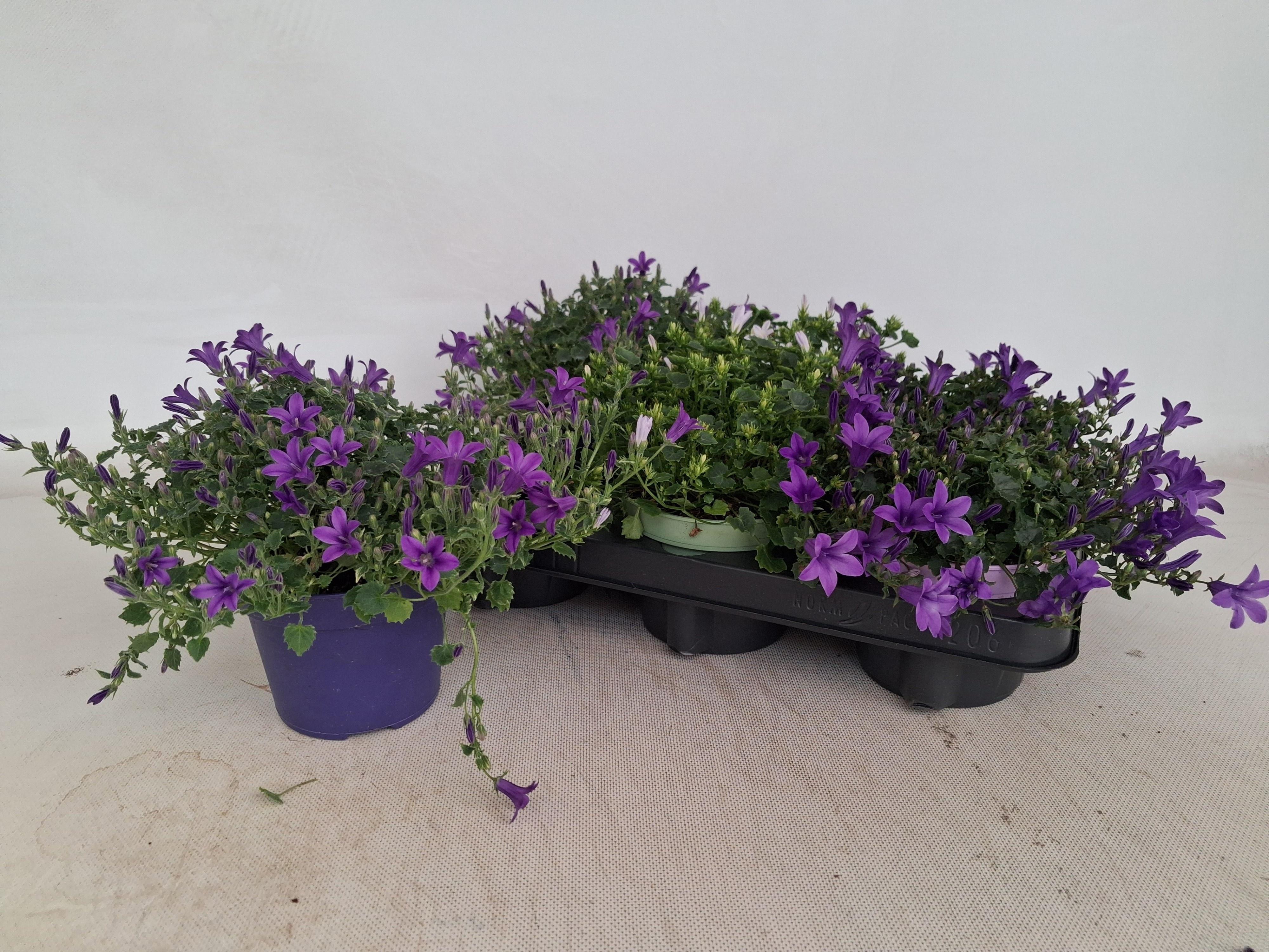 Горшечные цветы и растения оптом Camp Por Gem 3 Kl от 6шт (для телеги) из Голландии с доставкой по России