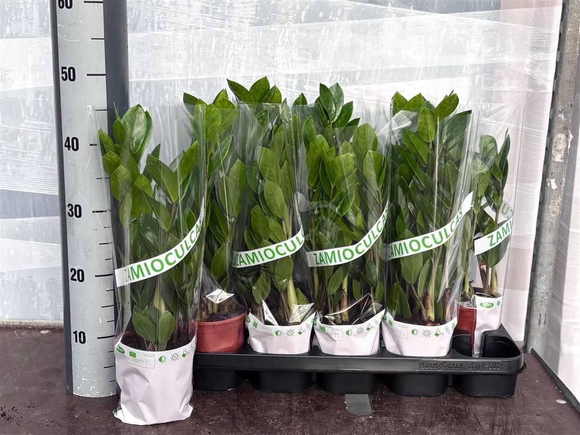 Горшечные цветы и растения оптом Zamioculcas 3+ от 10шт из Голландии с доставкой по России
