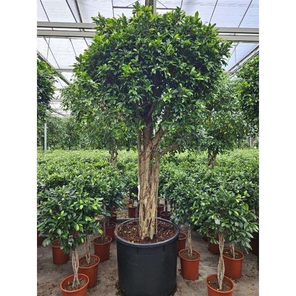 Горшечные цветы и растения оптом Ficus Nitida On Stem от 1шт из Голландии с доставкой по России