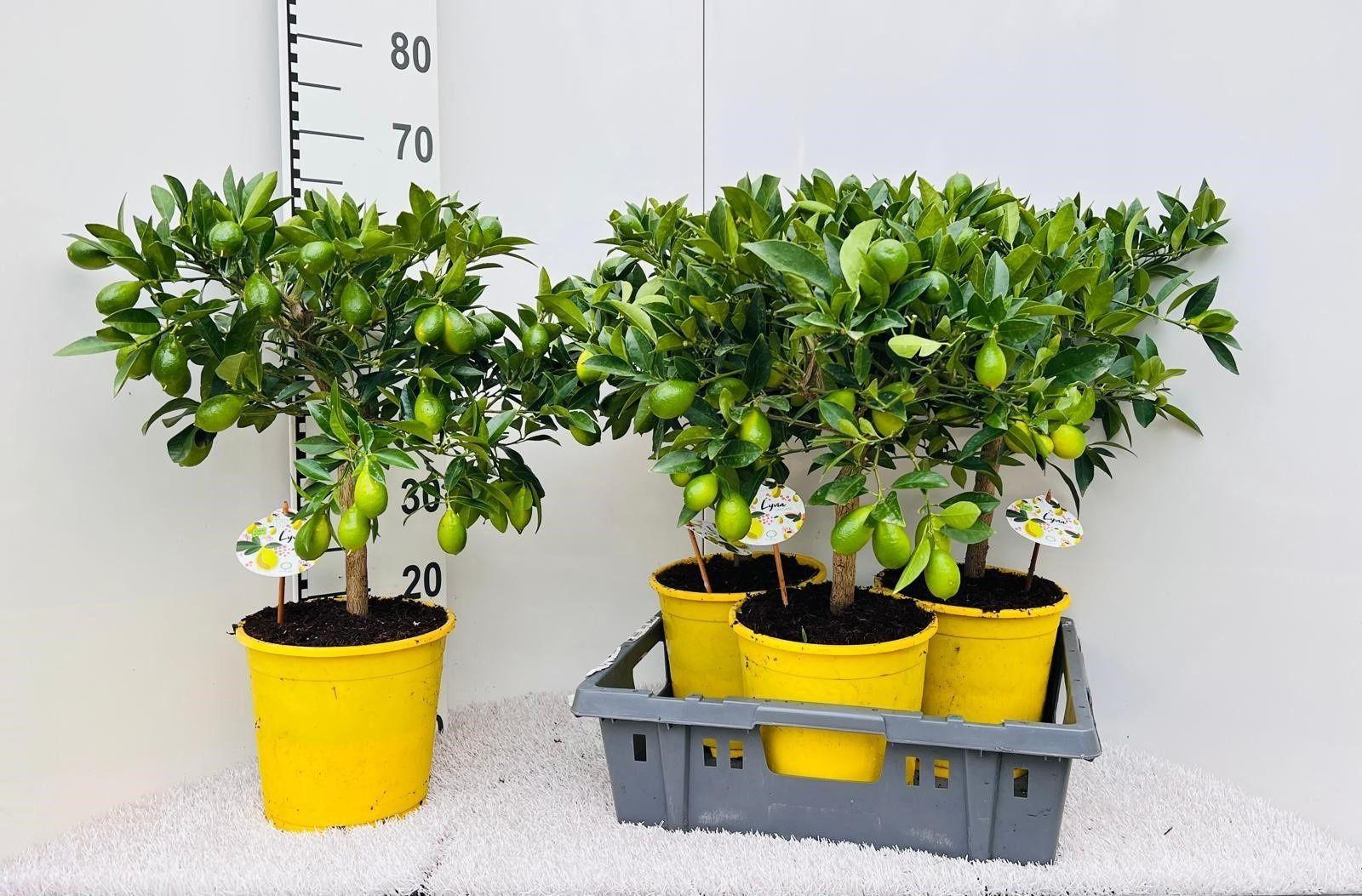 Горшечные цветы и растения оптом Citrof Floridana от 3шт (для телеги) из Голландии с доставкой по России