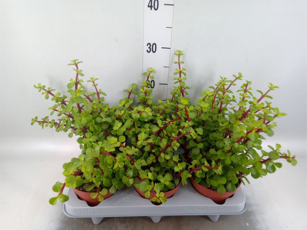 Горшечные цветы и растения оптом Portulacaria Afra от 6шт из Голландии с доставкой по России