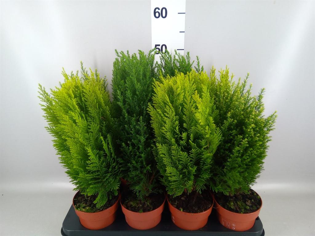Горшечные цветы и растения оптом Conifers ...mix от 8шт из Голландии с доставкой по России