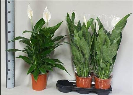 Горшечные цветы и растения оптом Spathiphyllum Bingo 4+ от 3шт из Голландии с доставкой по России