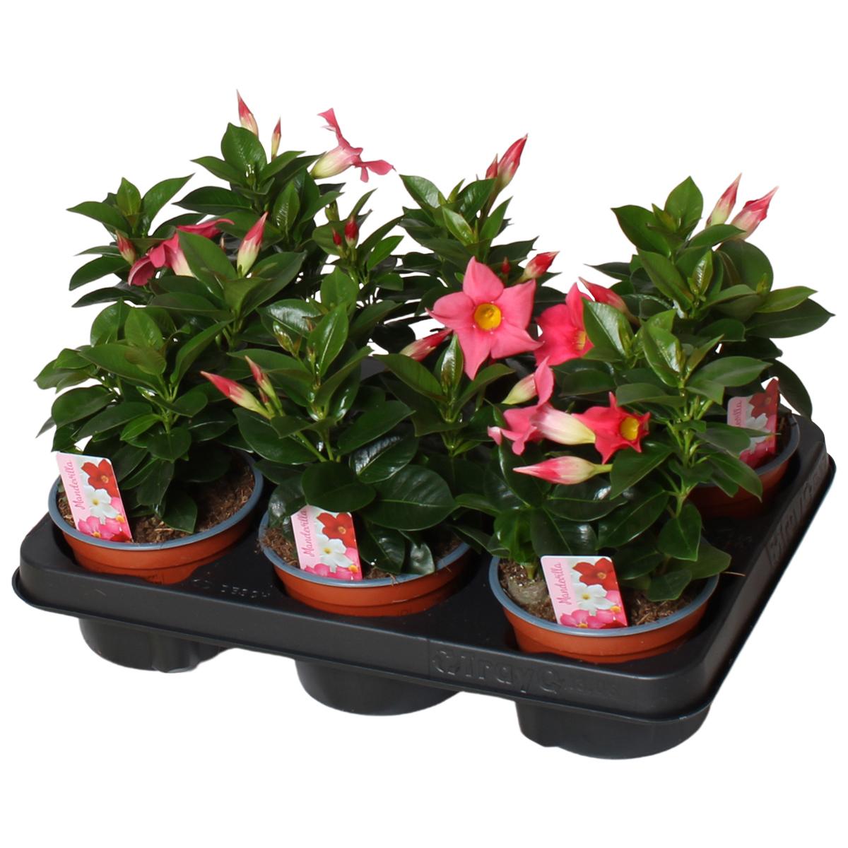 Горшечные цветы и растения оптом Mandevilla Rio, Rose 3 Stek Per Pot от 6шт из Голландии с доставкой по России