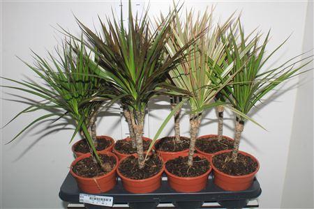 Горшечные цветы и растения оптом Dra Marg Gem 2 Srt от 8шт из Голландии с доставкой по России