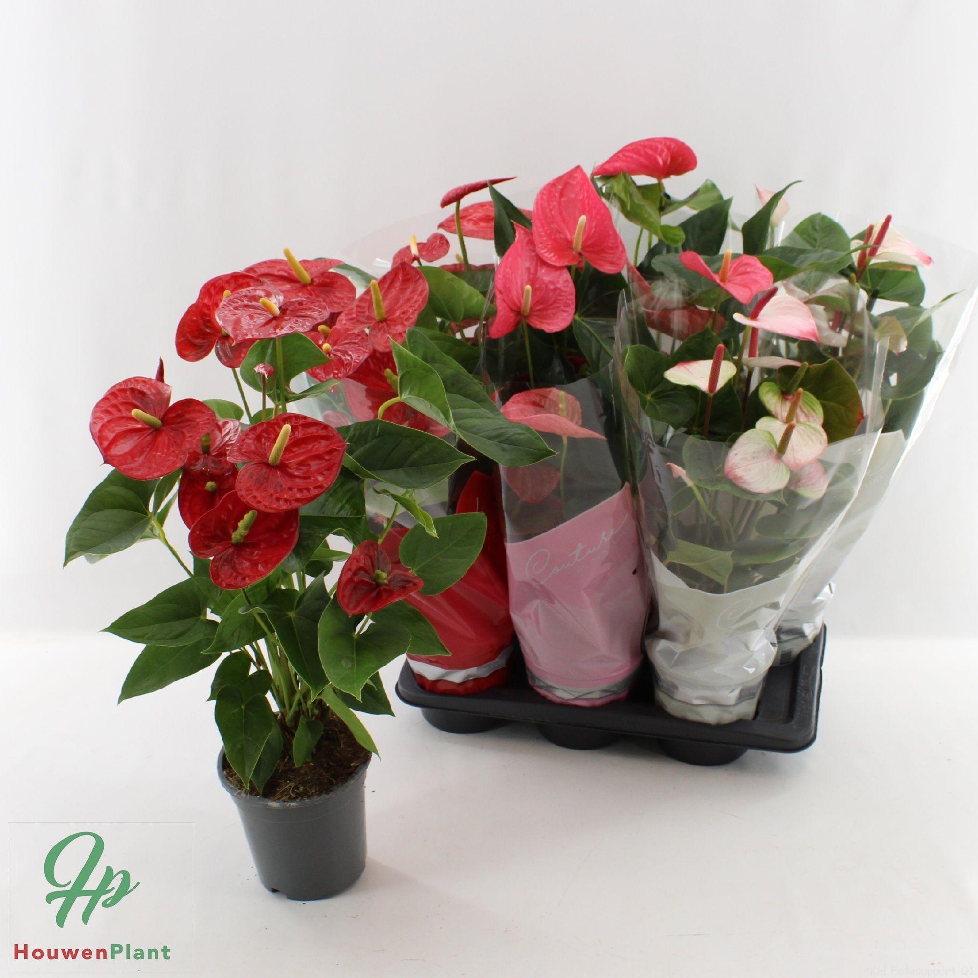 Горшечные цветы и растения оптом Anthu An Gem 4 Kl от 6шт из Голландии с доставкой по России