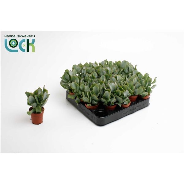 Горшечные цветы и растения оптом Crassula Arborensis Cristaat от 20шт из Голландии с доставкой по России