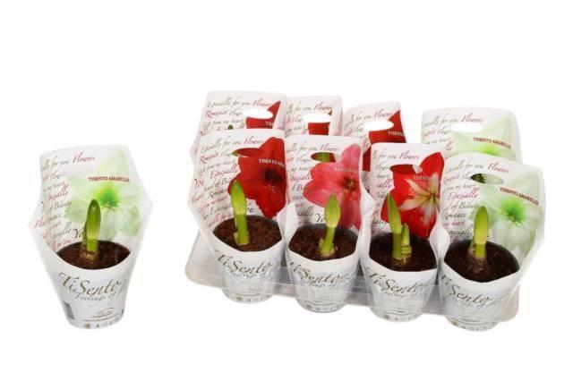 Горшечные цветы и растения оптом Hippeastrum Mix от 8шт из Голландии с доставкой по России