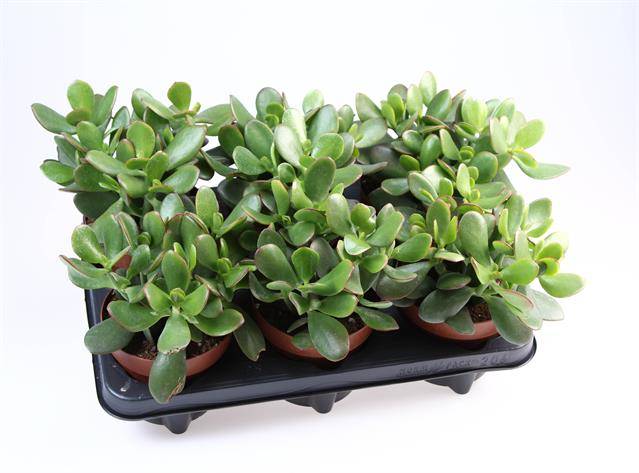 Горшечные цветы и растения оптом Crassula Sunset от 8шт из Голландии с доставкой по России