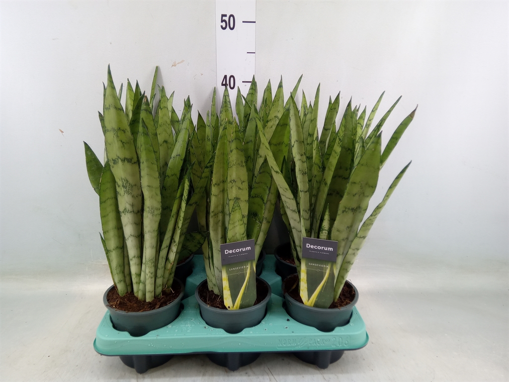 Горшечные цветы и растения оптом Sansevieria Trifa.   ... от 6шт из Голландии с доставкой по России